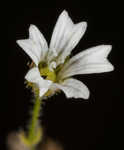 Dixie stitchwort